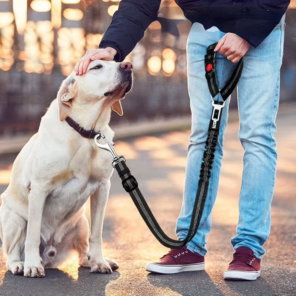 Car safety restraint strap for dogs