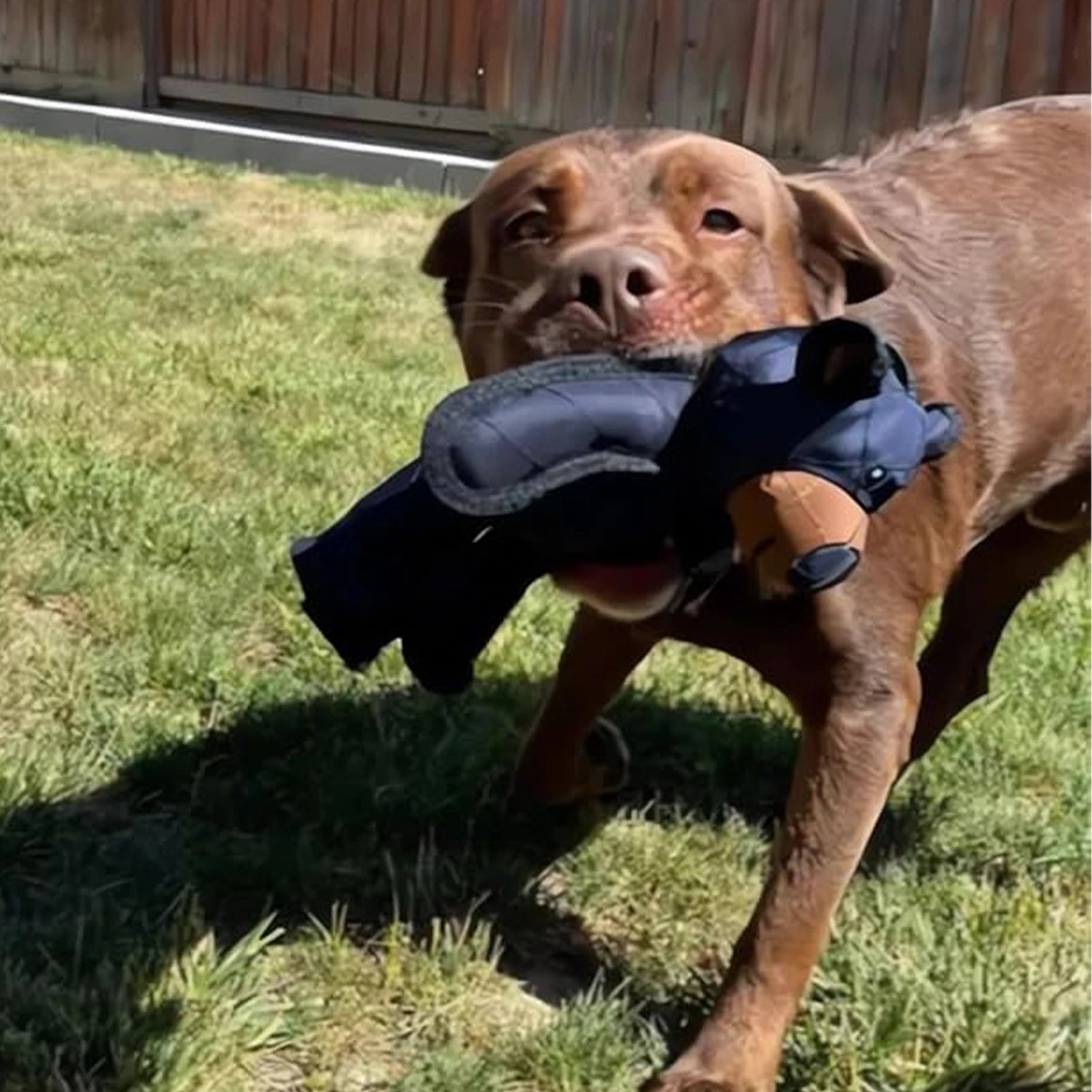 Squeaky, Unbreakable Teddy Bear Dog Toy