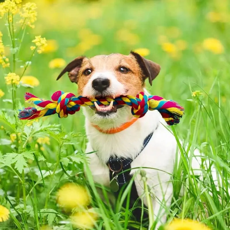 Interactive Braided Dog Chew Ropes