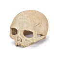 Fish Tank Aquarium Skull Decoration and  Breeding House